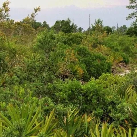 thumbnail for publication: Common Woody Plants of Florida Scrub Ecosystems